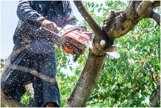 tree services Hughes Springs